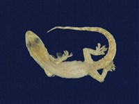 藏品(蝎虎)的圖片